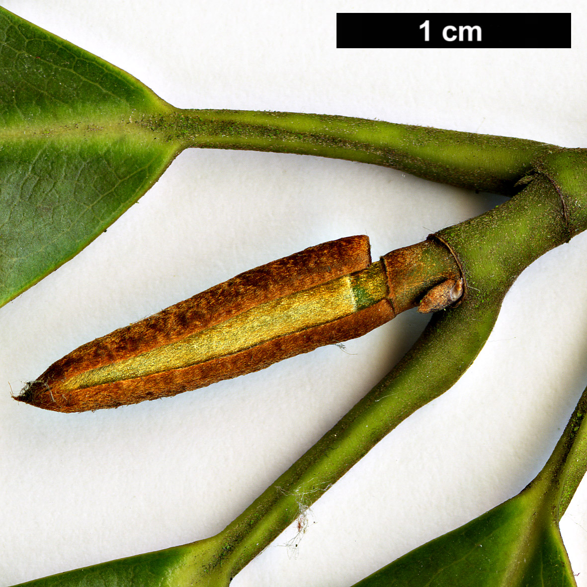High resolution image: Family: Magnoliaceae - Genus: Magnolia - Taxon: cavaleriei - SpeciesSub: var. platypetala